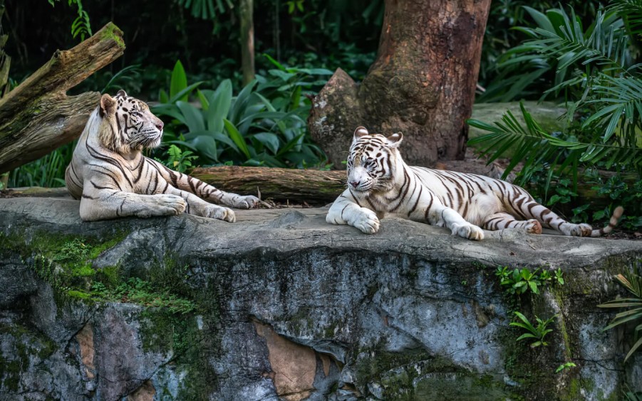 Oregon Zoo